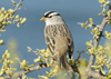 Zonotrichia leucophrys - gorrión de corona blanca - white-crowned sparrow